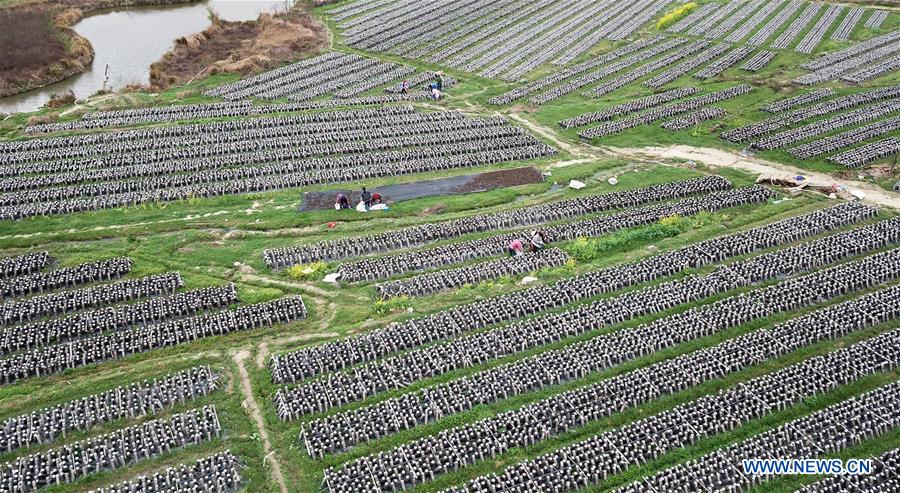 #CHINA-JINGZHE-FARM WORK (CN)