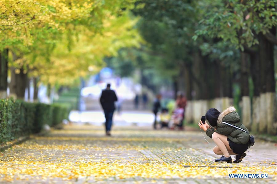 CHINA-GUIZHOU-AUTUMN-SCENERY (CN)