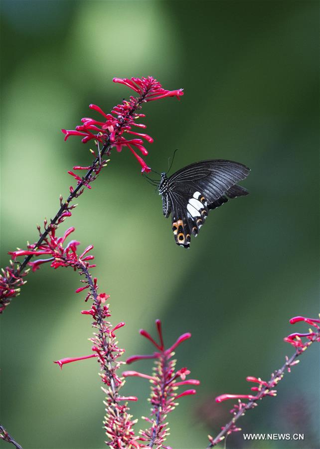 CHINA-FUZHOU-FLOWERS-BUTTERFLY (CN)