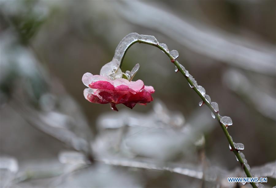 #CHINA-HUNAN-ZHANGJIAJIE-FROZEN PLANT (CN)