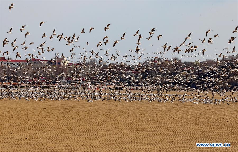 CHINA-QINHUANGDAO-MIGRATORY BIRDS (CN)