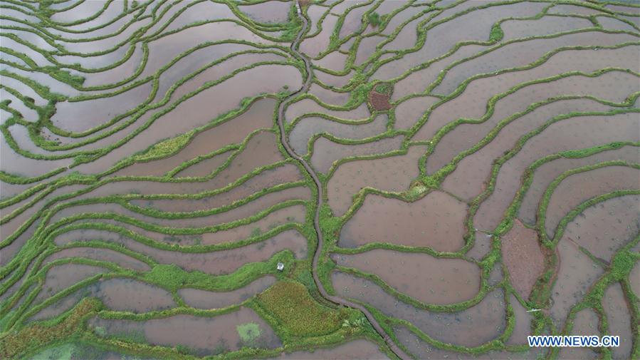 #CHINA-GUIZHOU-ZUNYI-TERRACED FIELDS (CN)