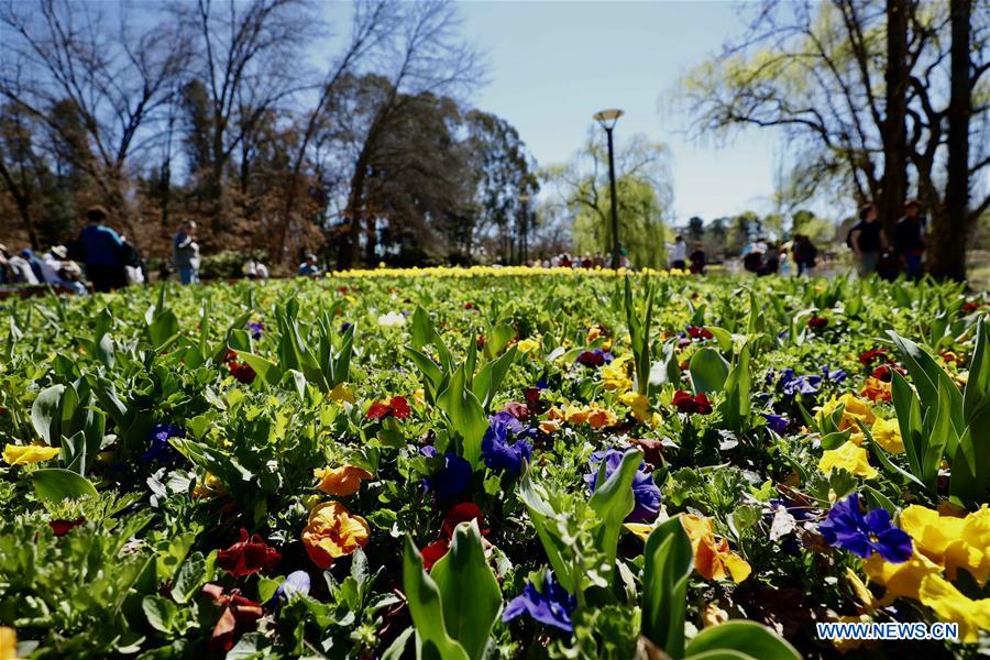 AUSTRALIA-CANBERRA-FLORIADE