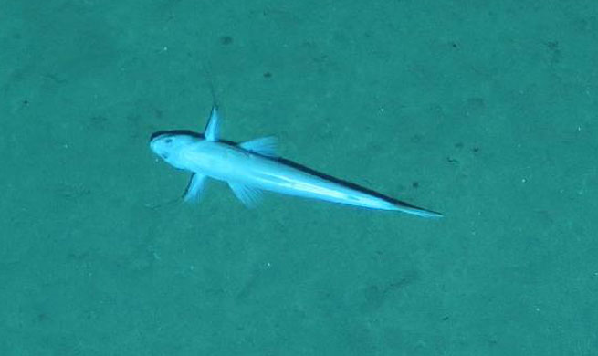 Deep-sea creatures captured by China's unmanned submersible Qianlong III