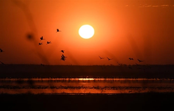 Nature reserve in China's Jilin greets peak season for migrant birds to return to north