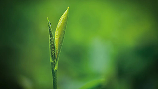 這片樹葉，改變了世界！