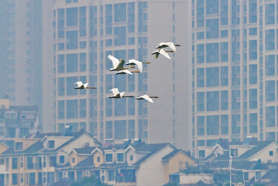 江西經(jīng)濟(jì)轉(zhuǎn)型求變：注入生態(tài)、創(chuàng)新、智能多重因子