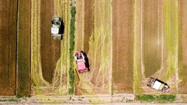 夏糧，穩(wěn)！