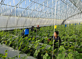 從"種子"管到"筷子" 京郊現代農業(yè)形成食安閉環(huán)