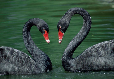 ?？低?ldquo;黑天鵝&rdquo;驚魂兩天