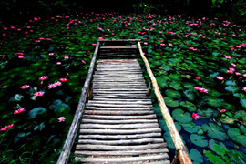 踱步花間，邂逅美麗