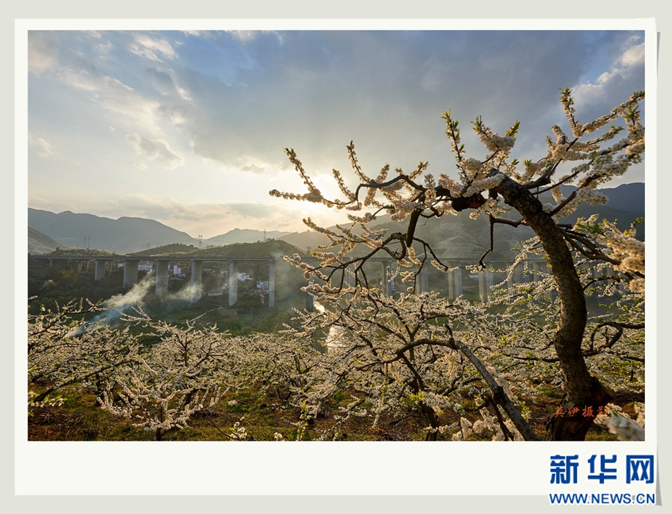 李花白，彩霞紅，春意濃