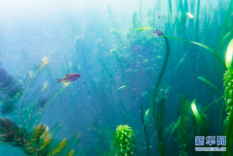 探秘西湖水下世界