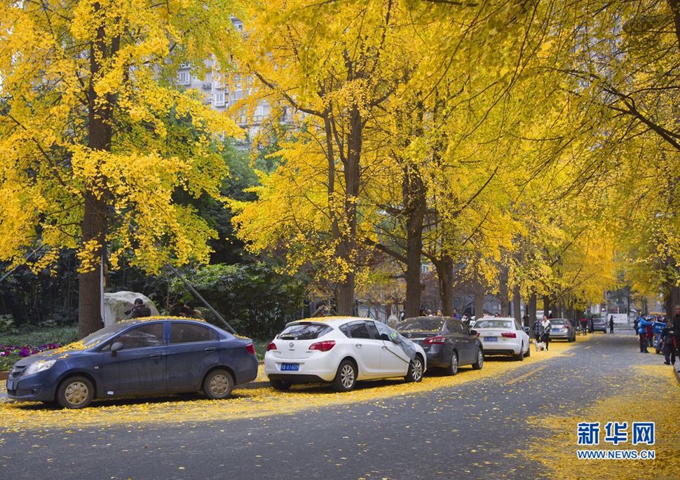 冬日暖陽，成都的銀杏已滿地