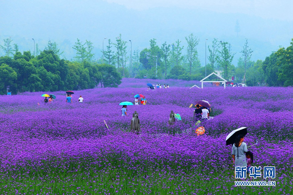 雨中游蓀湖花海，美翻了！