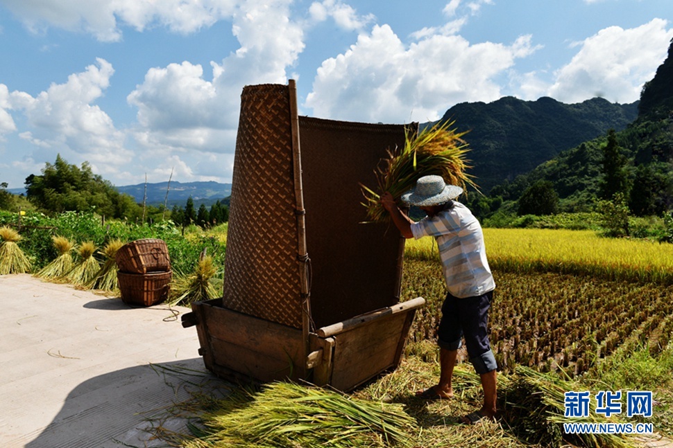 金秋時節(jié)稻谷香