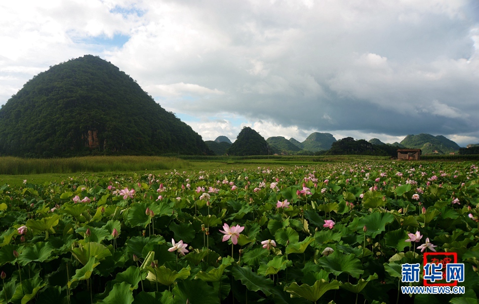 一生一世，萬畝荷花