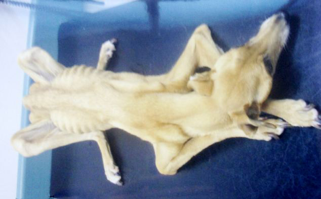 英寵物狗遭虐待無奈被&ldquo;安樂死&rdquo;【圖】