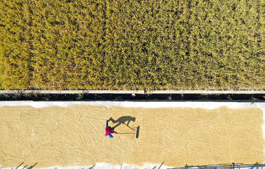 扶貧大米&ldquo;觸網(wǎng)&rdquo;促增收