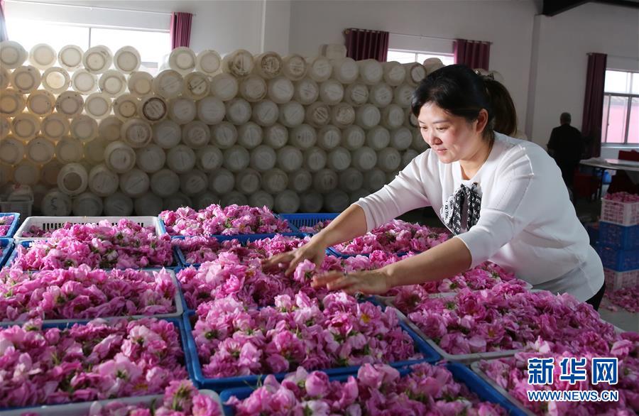 #(經(jīng)濟(jì))(1)江蘇海安:玫瑰花鋪就農(nóng)民致富“芬芳之路”