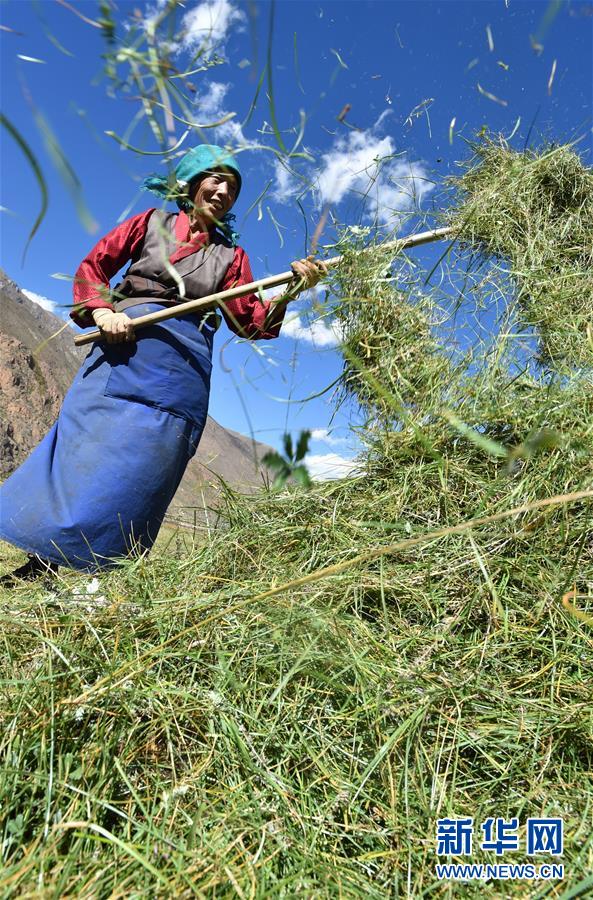 （社會(huì)）（8）西藏：牧草豐收儲(chǔ)&ldquo;冬糧&rdquo;