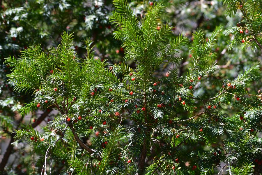 時隔40多年，我國再度發(fā)現(xiàn)珍稀瀕危植物密葉紅豆杉種群