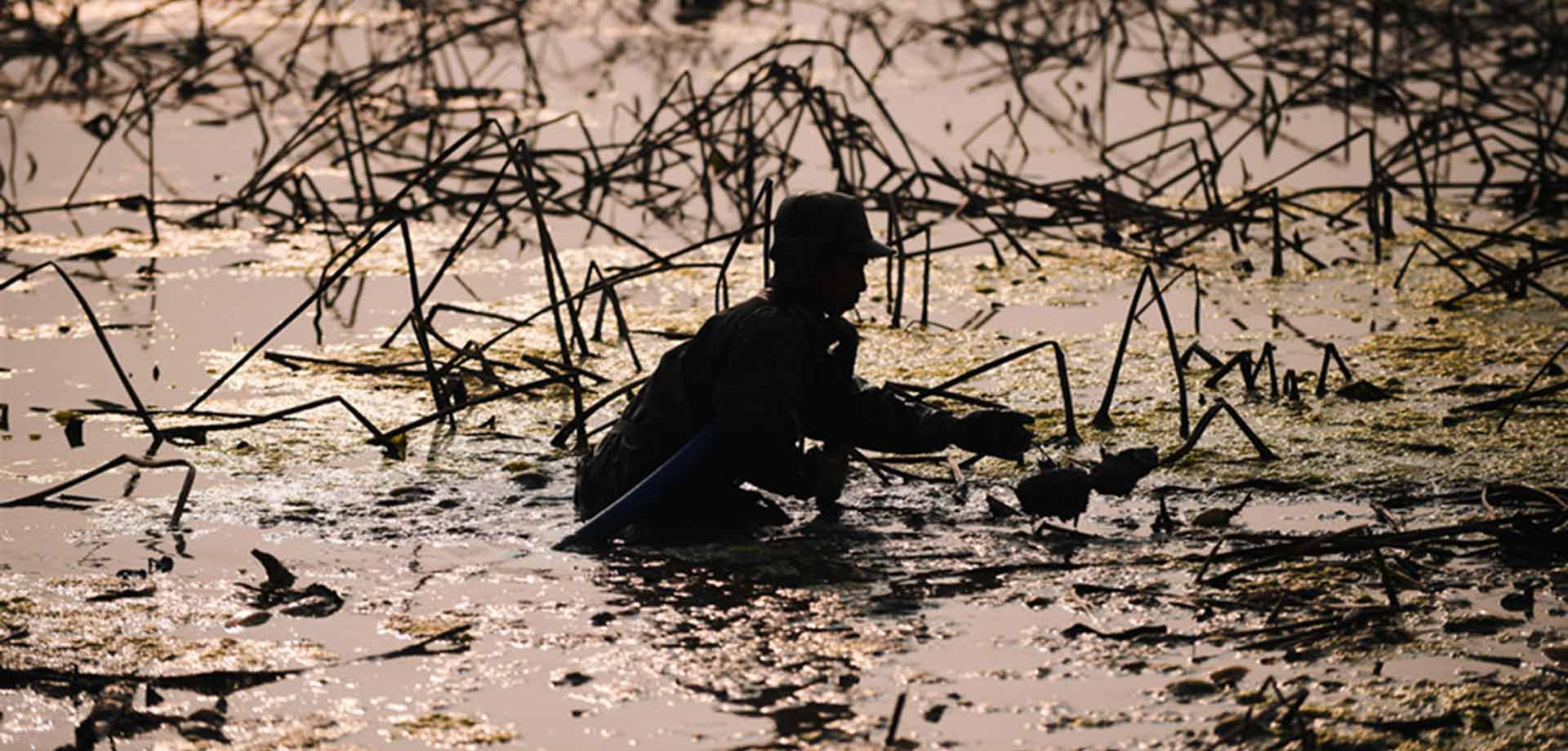 【顯影中國(guó)】快樂挖藕人 泥里淘&ldquo;金&rdquo;忙