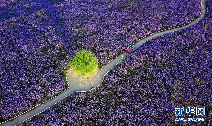 （十九大&middot;讀報(bào)告 話民生）（7）加快生態(tài)文明體制改革，建設(shè)美麗中國