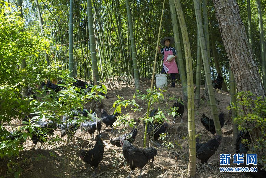 （新華全媒頭條&middot;圖文互動）（2）赤水：別了，貧困！