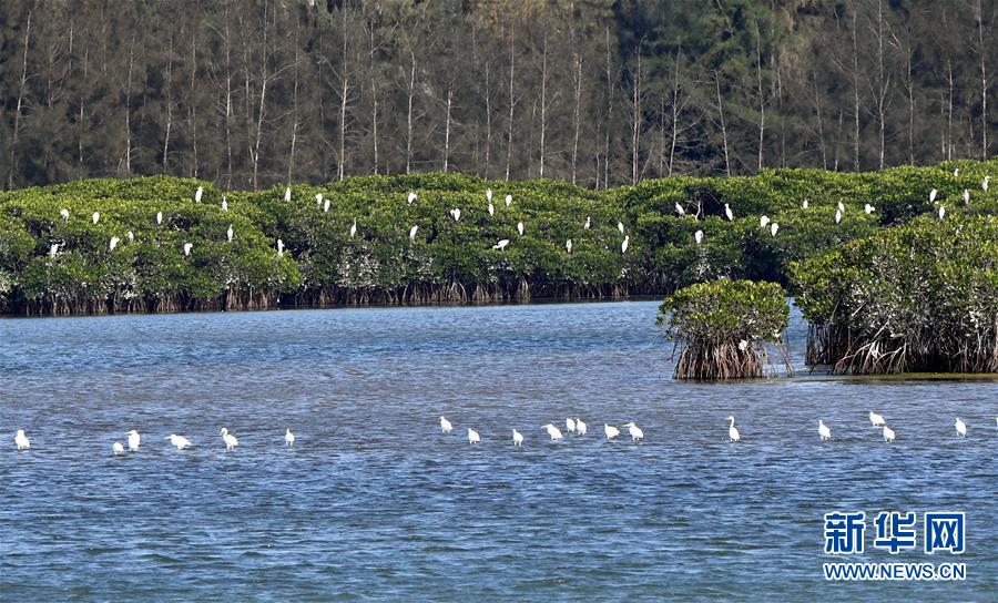 （圖文互動）（2）十年樹木、紅樹成林&mdash;&mdash;&ldquo;海上森林&rdquo;回歸記