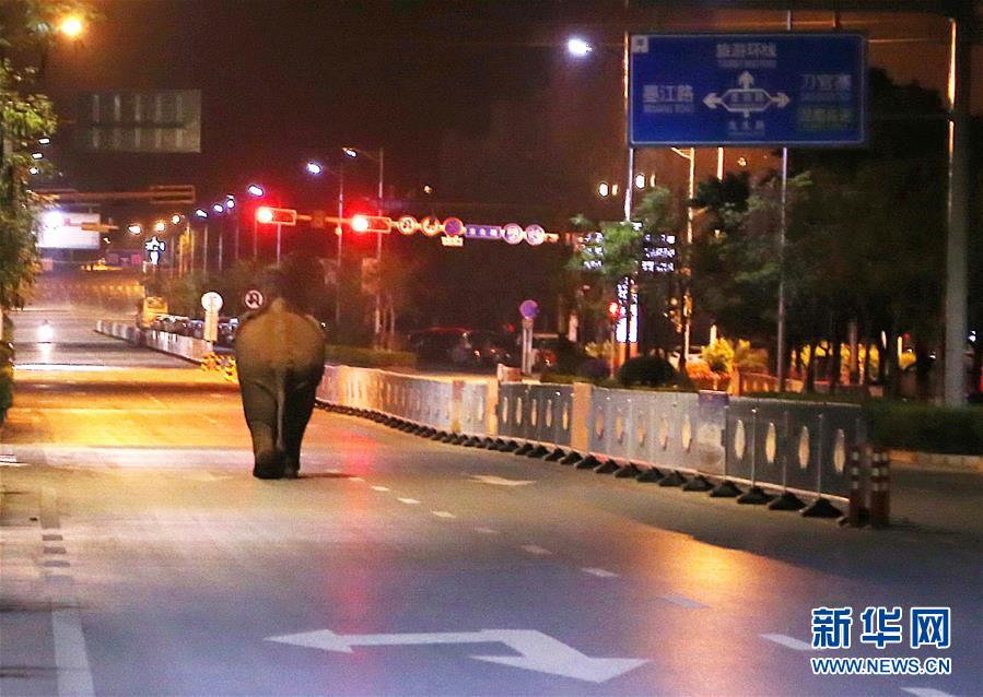 (社會)云南普洱鬧市區(qū)上演“象出沒”