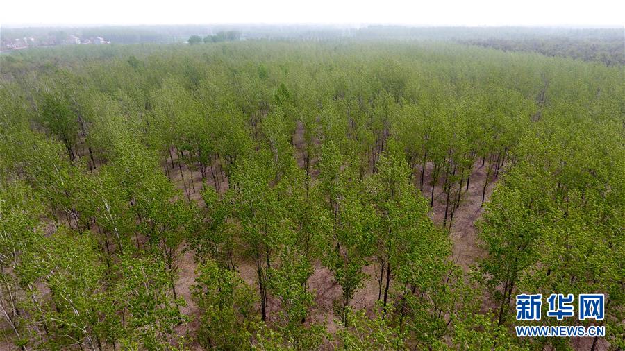 (在習近平新時代中國特色社會主義思想指引下——新時代新氣象新作為·圖文互動)(2)河南民權(quán):三代造林人接力68年播綠黃河故道