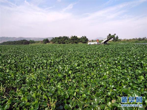 （圖文互動(dòng)）（4）&ldquo;白練&rdquo;變&ldquo;黑龍&rdquo;，江河變&ldquo;草原&rdquo;－－粵東母親河為何污染20多年難治理？