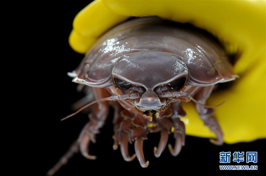 （圖文互動(dòng)）（6）到南海&ldquo;海馬冷泉&rdquo;探秘海底的&ldquo;生命綠洲&rdquo;