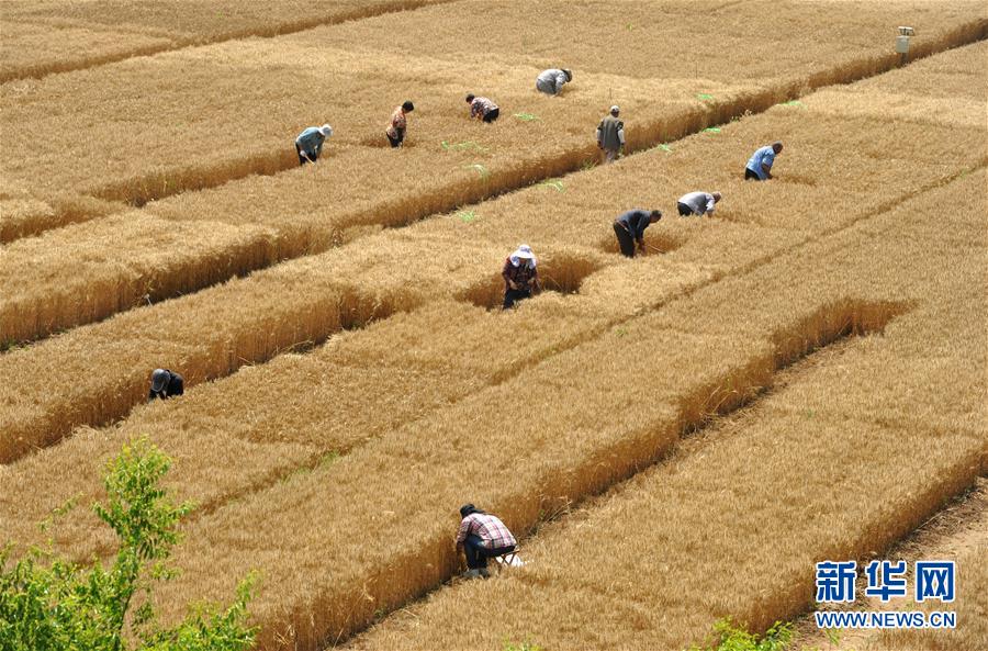 (經(jīng)濟(jì))(2)把脈“渤海糧倉”促增產(chǎn)