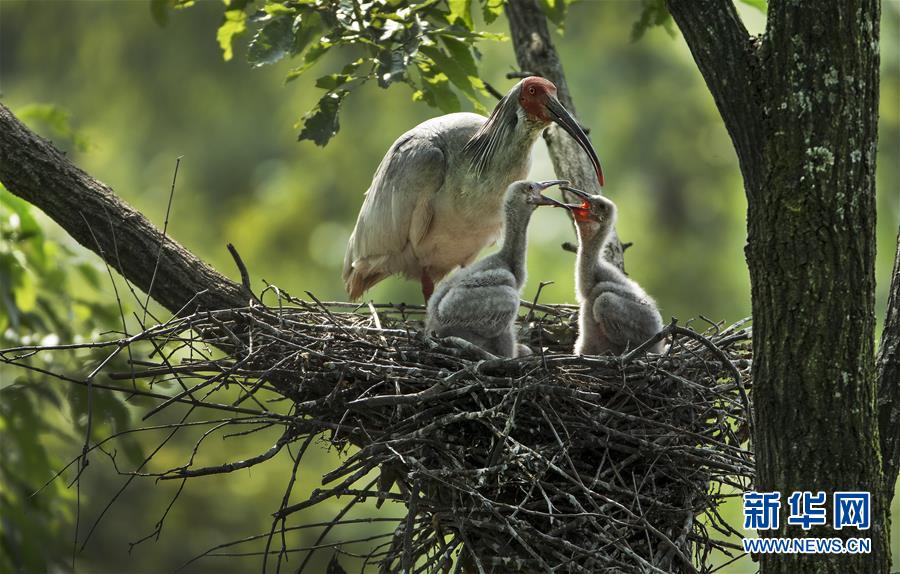 （壯闊東方潮 奮進(jìn)新時(shí)代&mdash;&mdash;慶祝改革開放40年）（7）美麗中華大地書寫綠色傳奇