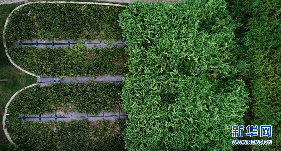 (在習(xí)近平新時(shí)代中國特色社會(huì)主義思想指引下——新時(shí)代新作為新篇章·圖文互動(dòng))(3)稀奇!治污濕地成了休閑公園——江蘇蘇州全域推進(jìn)農(nóng)村生活污水治理