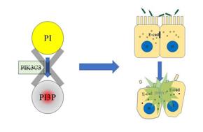 PI3P缺失導(dǎo)致上皮細(xì)胞連接破壞，最終招募中性粒細(xì)胞，發(fā)生急性炎癥