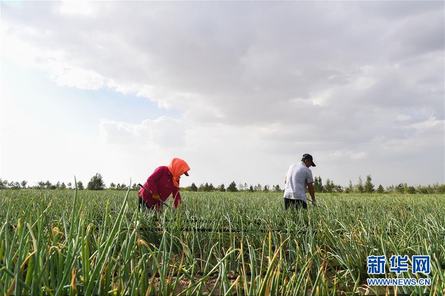 （新華全媒頭條&middot;在習近平新時代中國特色社會主義思想指引下&mdash;&mdash;新時代新作為新篇章&middot;圖文互動）（3）綠富同興畫卷在沙海中鋪展&mdash;&mdash;庫布其沙漠生態(tài)治理紀實