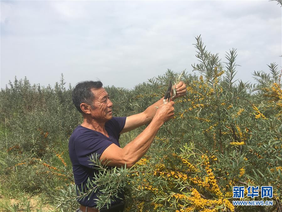 （新華全媒頭條&middot;在習近平新時代中國特色社會主義思想指引下&mdash;&mdash;新時代新作為新篇章&middot;圖文互動）（9）綠富同興畫卷在沙海中鋪展&mdash;&mdash;庫布其沙漠生態(tài)治理紀實