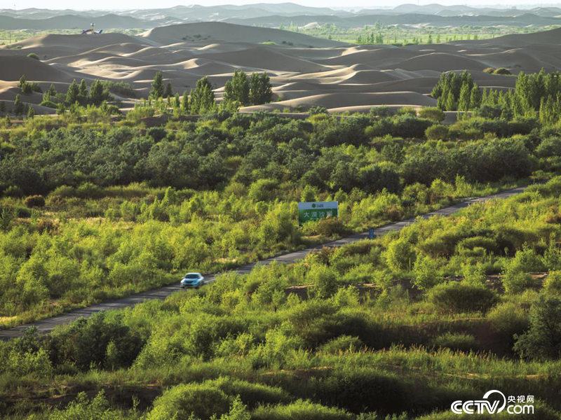 庫布其沙漠第一條穿沙公路邊已形成綠色長(zhǎng)廊