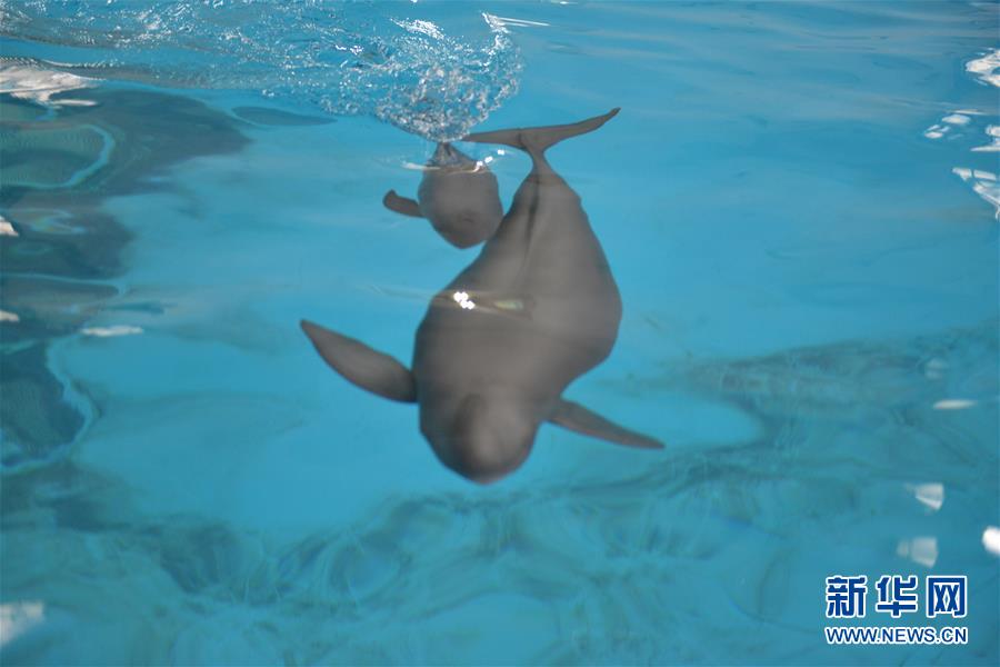 （圖文互動(dòng)）（2）從消失的白鱀豚到人工繁殖江豚&mdash;&mdash;三個(gè)故事見(jiàn)證長(zhǎng)江生態(tài)保護(hù)變遷