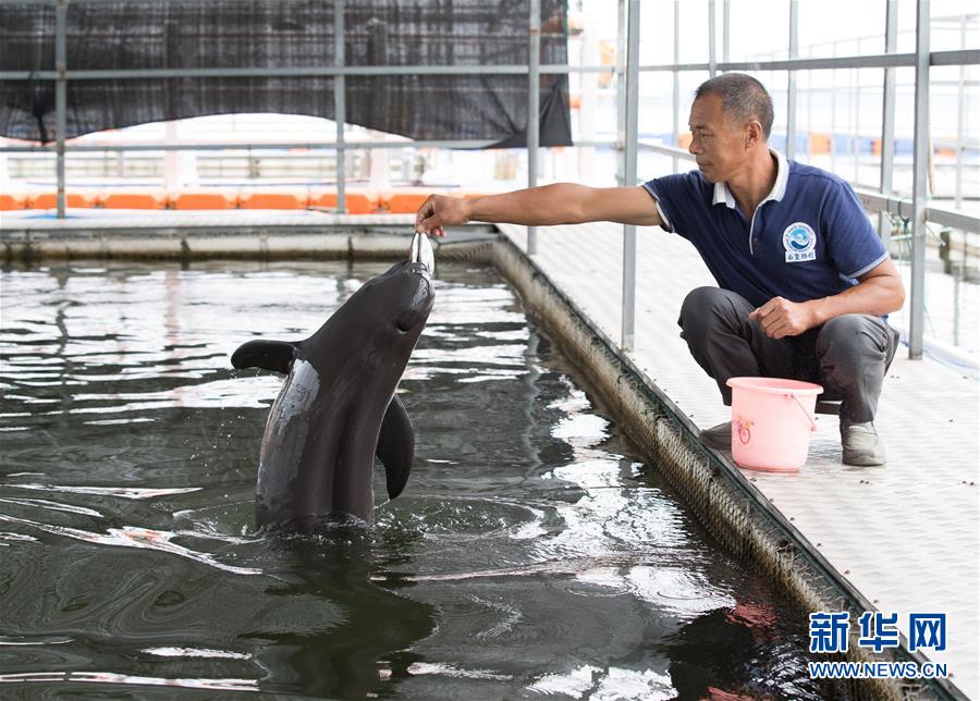 （圖文互動(dòng)）（3）從消失的白鱀豚到人工繁殖江豚&mdash;&mdash;三個(gè)故事見(jiàn)證長(zhǎng)江生態(tài)保護(hù)變遷