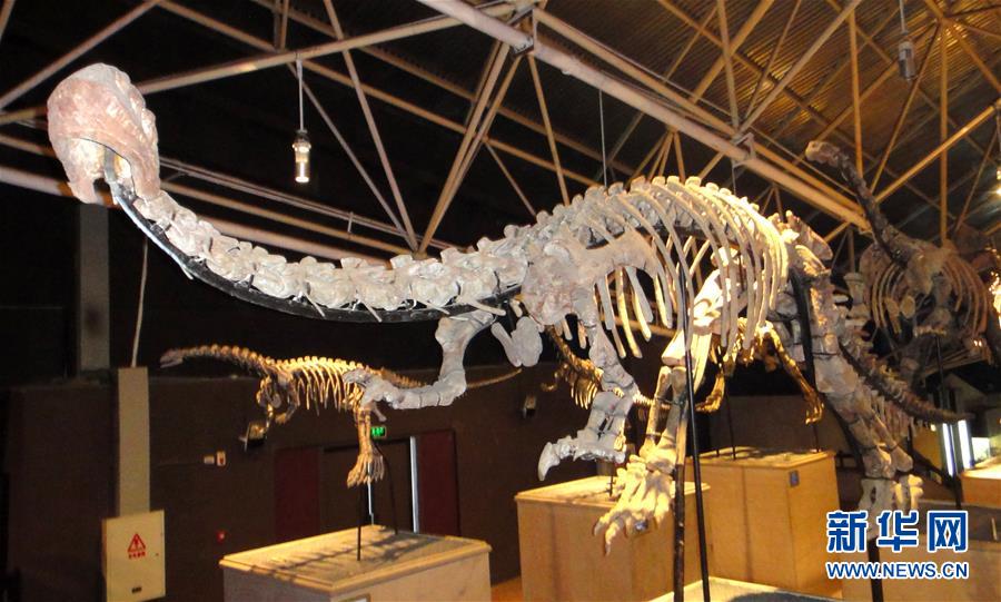 (圖文互動(dòng))(1)云南祿豐發(fā)現(xiàn)基干蜥腳型類恐龍新屬種“孫氏彝州龍”