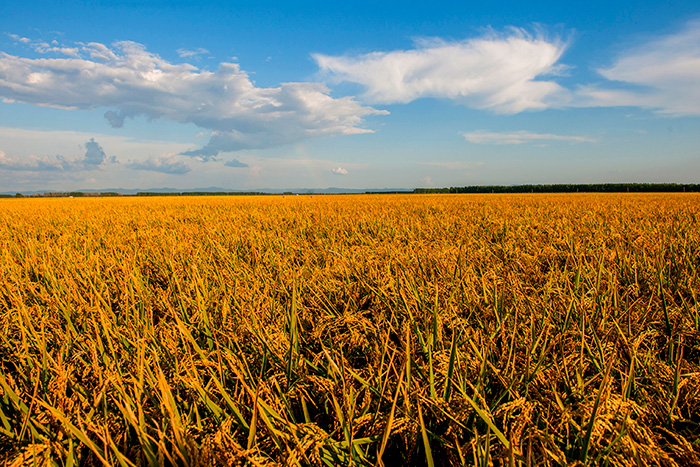 秋收的中國，你想象不到的美！但更美的是&hellip;&hellip;