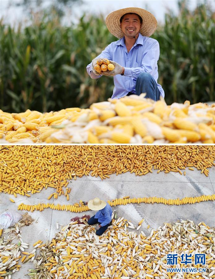 #(新華全媒頭條·圖文互動(dòng))(11)最年輕的節(jié)日 最悠久的牽念——寫給首個(gè)中國(guó)農(nóng)民豐收節(jié)