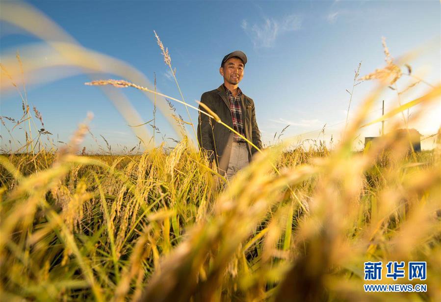 (豐收的味道)(圖文互動)(2)稻人有道——種糧大戶李學(xué)明的十余年堅(jiān)守
