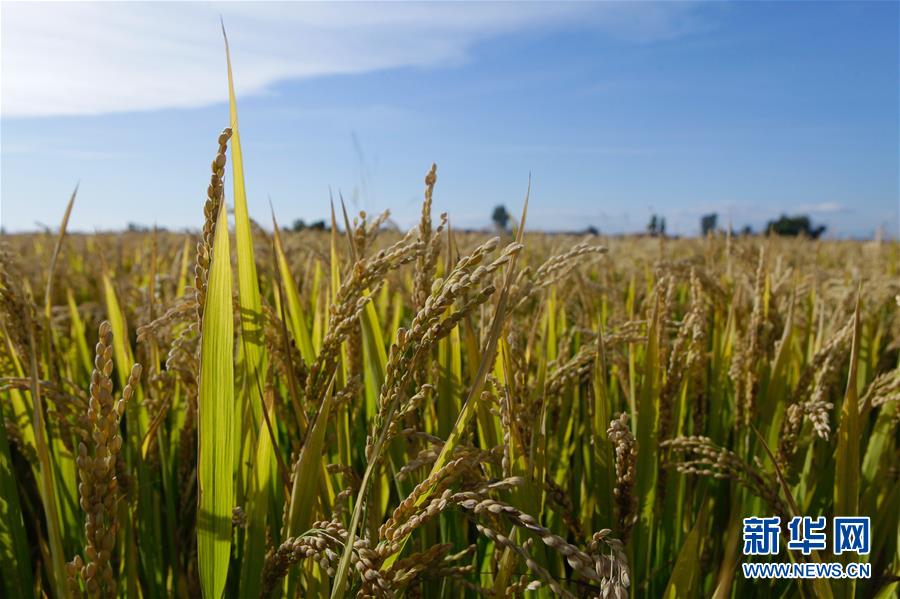 (豐收的味道·圖文互動)(2)產(chǎn)糧大縣的“豐收表情”——吉林水稻主產(chǎn)區(qū)輝南走訪見聞