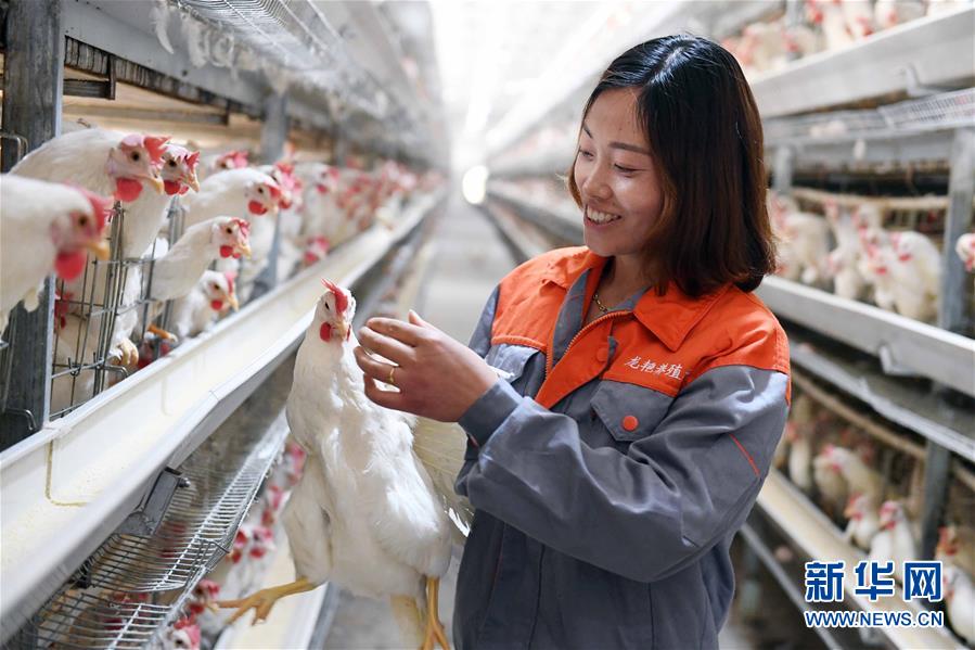 (新華全媒頭條·圖文互動(dòng))(1)希望灑在金色田野——寫(xiě)在鄉(xiāng)村振興戰(zhàn)略實(shí)施一周年之際