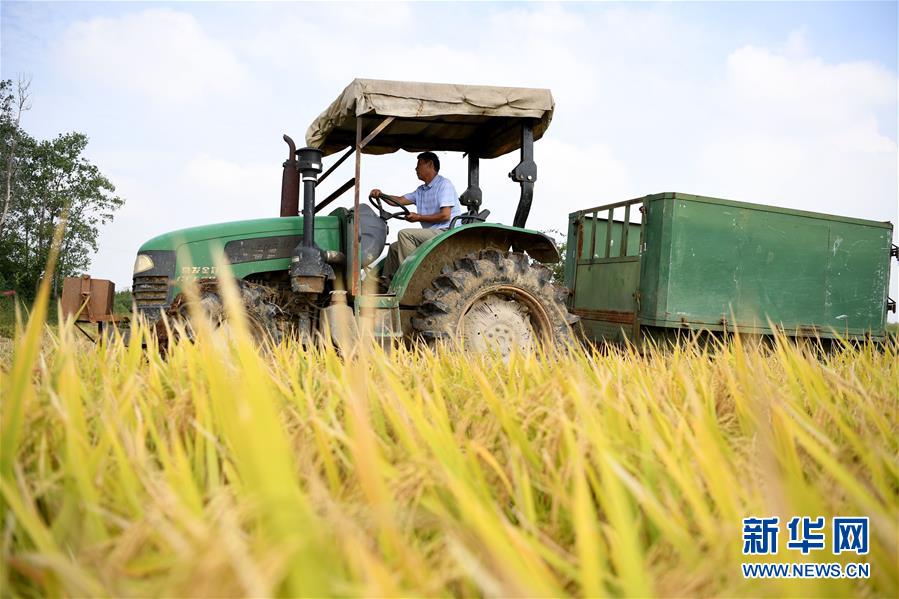 (新華全媒頭條·圖文互動(dòng))(7)希望灑在金色田野——寫(xiě)在鄉(xiāng)村振興戰(zhàn)略實(shí)施一周年之際
